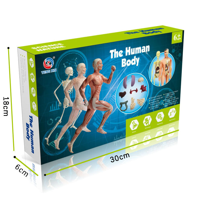 Human Skeleton Hand-assembled Science And Education Toys - Educational Toys -  Trend Goods
